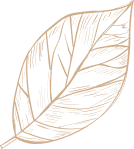 Dekoracja strony - rysunek rośliny