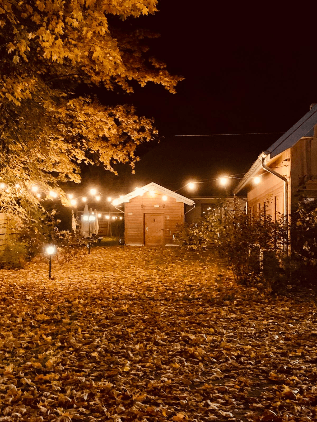 noc, ogród z zawieszonymi lampkami, jesień, nastrojowa atmosfera